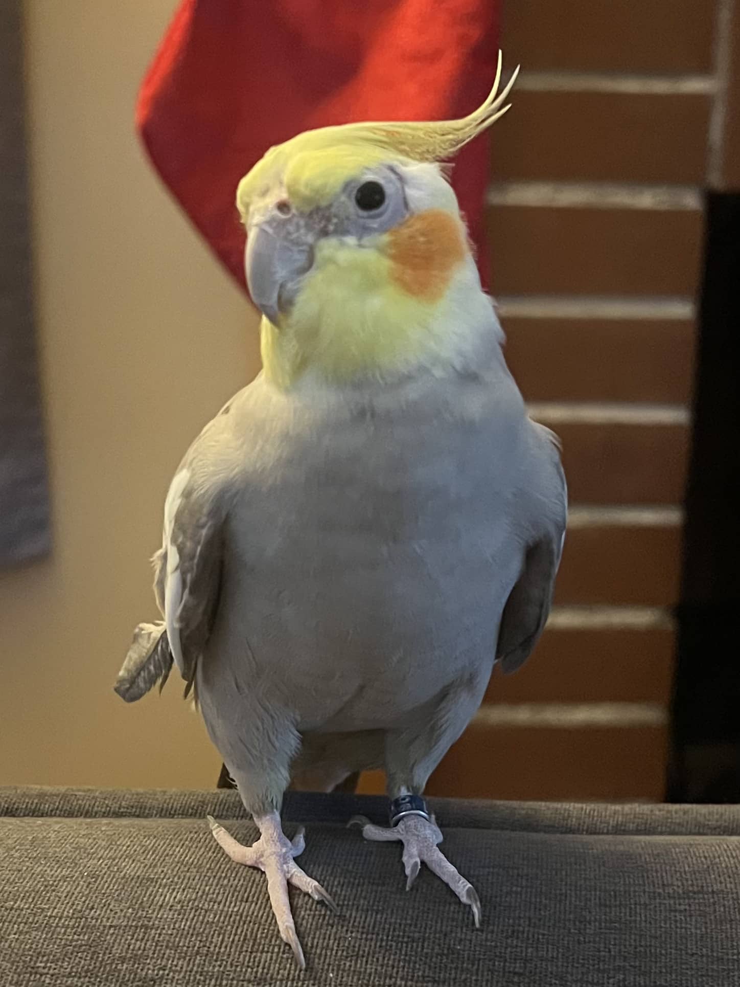 Cockatiel - Luke