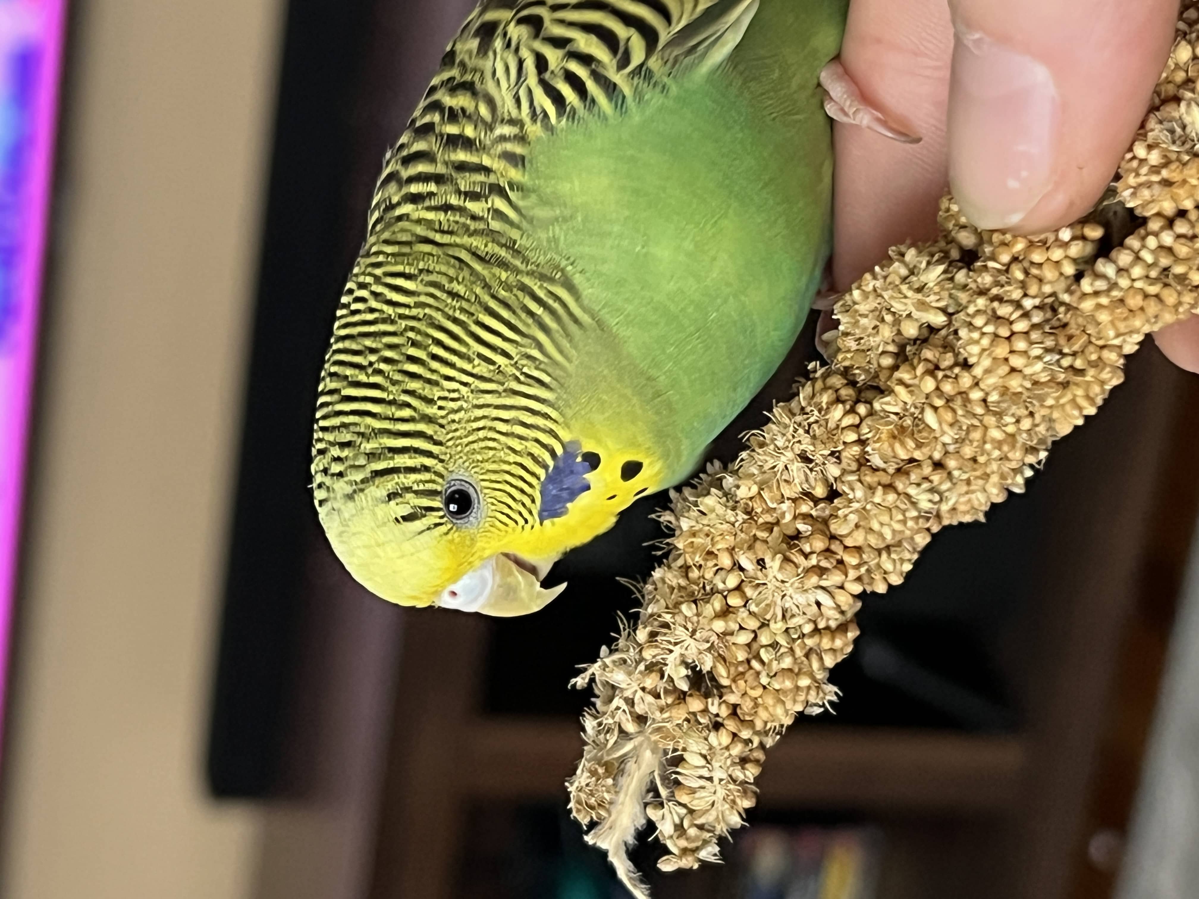 Budgerigar - Mango